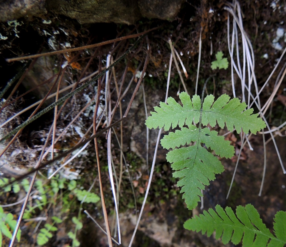Gymnocarpium continentale - idänimarteen lehtiruoti on yleensä noin 1,5-2 kertaa lehtilavan mittainen. Se on ruskehtavan vihertävä ja tiheästi nystykarvainen. Kuvassa on myös nuori lehti, joka on noin 5 cm pitkä ja tyveltä saman levyinen. Jo tässä vaiheessa lehtilavan alimpien sivulehdyköiden sisimmäisten lehdykkäparien leveyssuhde on 4/5. Ks, Kuusamo, Juuma, Lammasvuoma, rotkolaakson seinämärinne hieman Oulangan kansallispuiston luoteispuolella, 13.7.2015. Copyright Hannu Kämäräinen.