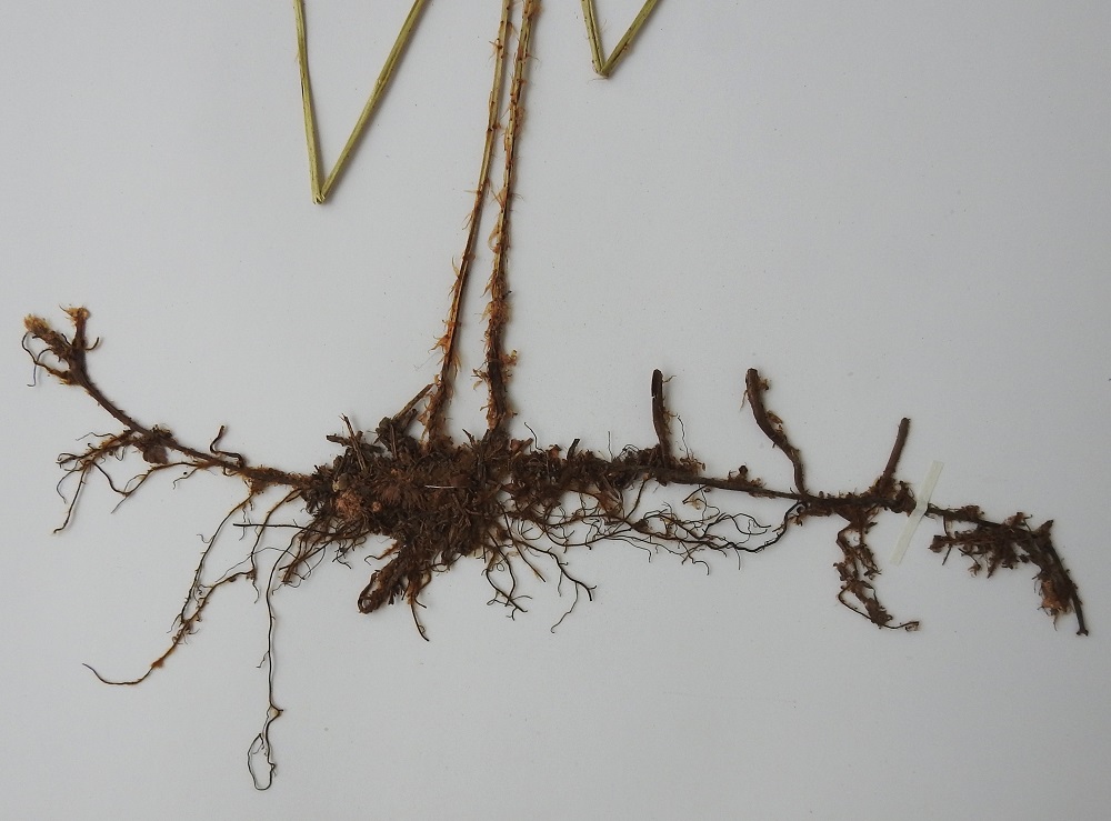 Phegopteris connectilis - korpi-imarteen maavarsi on vaakatasoinen ja haarova sekä ruskeasuomuinen ja -nukkainen. Lehdet versovat maavarresta yksittäin. Kuvan maavarressa näkyy aikaisempien lehtien tyviä. Lehtiruoti on yleensä 7-30 cm pitkä, ohut ja vaaleanvihreä sekä tyveltä ruskea. Ruodissa, erityisesti sen alaosassa, on kapeita ja vaaleanruskeita suomuja sekä vaihtelevasti lyhyttä karvoitusta. EH, Hämeenlinna, Loimalahti, Hirsimäki, omakotialueen ja maakaasulinjan välinen, kuusivaltainen metsä, 5.8.2006. Kuva näytteestä, copyright Hannu Kämäräinen.