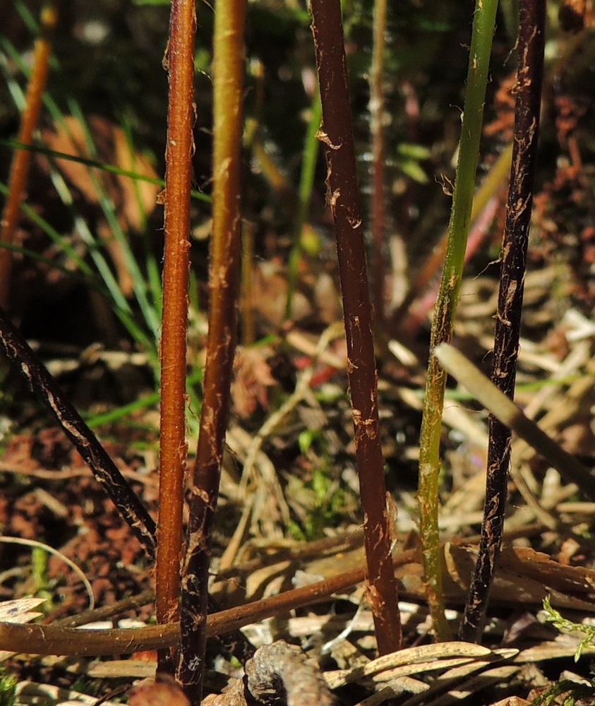 Cystopteris fragilis subsp. fragilis - haurasloikko subsp. kalliohaurasloikko. Haurasloikon lehtiruoti on pysty, ohut ja noin 1/3-2/3 lehtilavan pituudesta. Sen väri vaihtelee vihreästä tummanruskeaan. Ruodissa, erityisesti sen alaosassa, on harvakseen tai tiheämmin kapeita ja vaaleita tai vaaleanruskeita suomuja. V, Salo, Särkisalo, Förby, merenrantaan ja venesatamaan päättyvän maantien 1823 länsipää, maantien pohjoispuolelta nouseva kalkkikallioalue, luonnonsuojelualue, 11.7.2014. Copyright Hannu Kämäräinen.