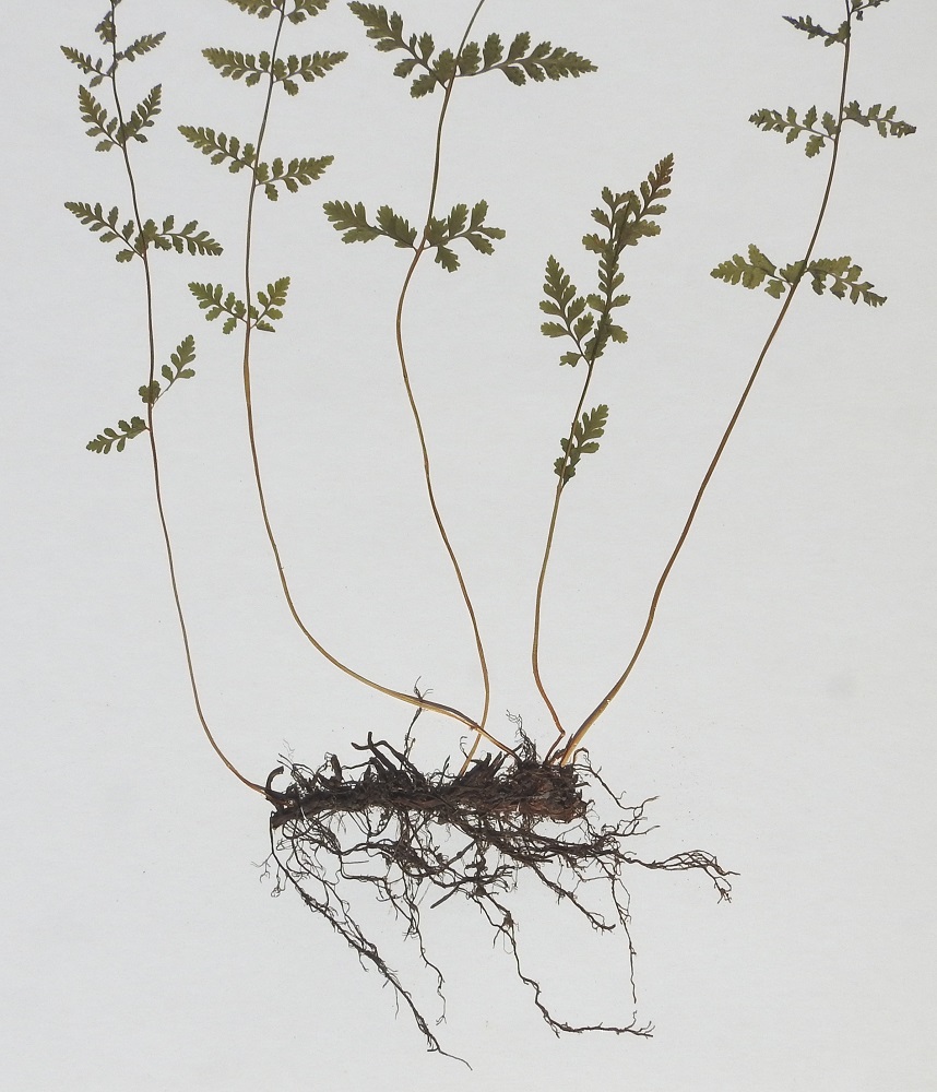 Cystopteris fragilis subsp. fragilis - haurasloikko subsp. kalliohaurasloikko. Haurasloikon maavarsi on lyhyt tai lyhyehkö, juurehtiva ja vaakatasoinen. Se on musta tai mustanruskea, kärkiosiltaan ruskeasuomuinen ja siinä on runsaasti vanhoja lehdentyviä. Lehdet nousevat maavarresta harvana kimppuna tai ryhmänä. PS, Vieremä, Konolanmäki, Saarisjärven itäpuoli, Konolanmäen länsirinteen yläosa, Vartialan tila, osin kallioinen ja kuiva hakamaa, YKJ 4.7.1985. Kuva näytteestä, copyright Hannu Kämäräinen.