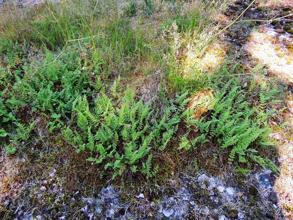 Cystopteris fragilis subsp. fragilis - haurasloikko subsp. kalliohaurasloikko saattaa toisinaan kasvaa kallioilla laajoinakin ja tiheinä kasvustoina muistuttaen tällöin kauempaa katsoen karvakiviyrttiä, Woodsia ilvensis. V, Salo, Särkisalo, Förby, merenrantaan ja venesatamaan päättyvän maantien 1823 länsipää, maantien pohjoispuolelta nouseva kalkkikallioalue, luonnonsuojelualue, 11.7.2014. Copyright Hannu Kämäräinen.