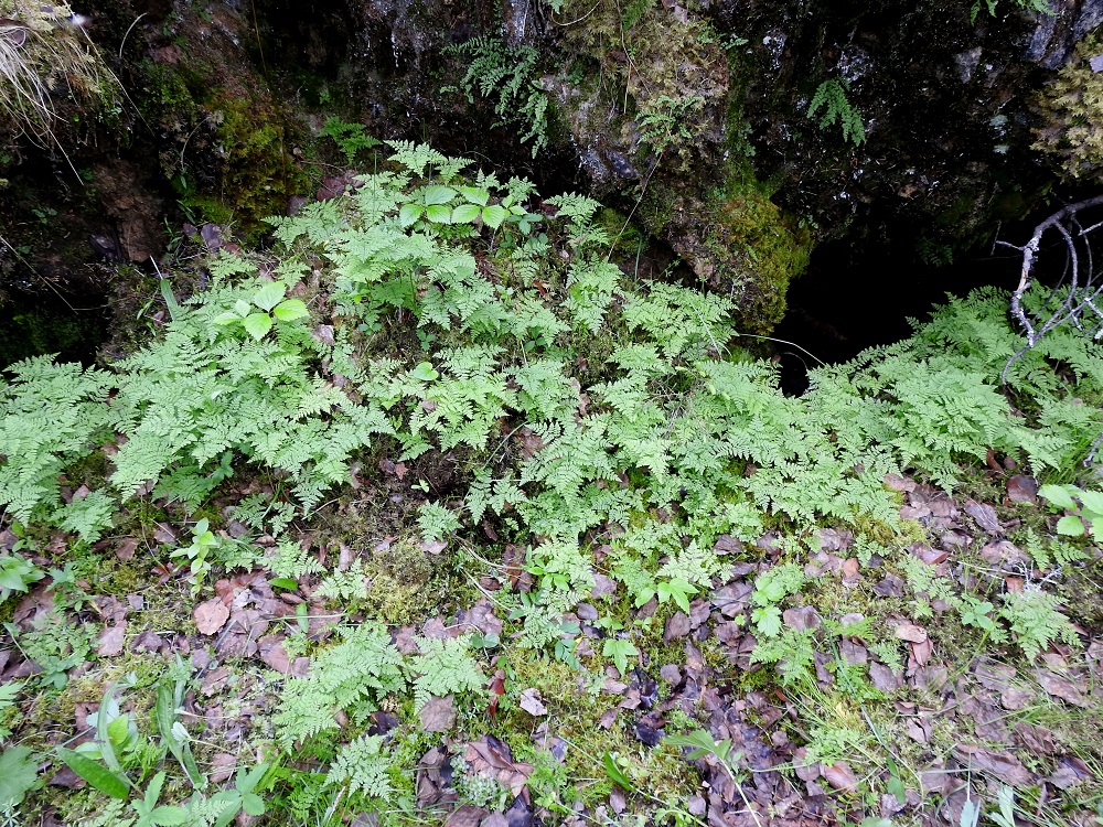 Cystopteris montana - vuoriloikko kasvaa mm. kallioseinämien tyvellä, tihkuvesien kosteuttamilla pinnoilla. Taustaseinämällä kasvavat myös haurasloikko, C. fragilis ja viherraunioinen, Asplenium viride. Ks, Salla, Hautajärvi, Urriaapa, Vasajängänojan kalliorinnealue, 10.7.2019. Copyright Hannu Kämäräinen.
