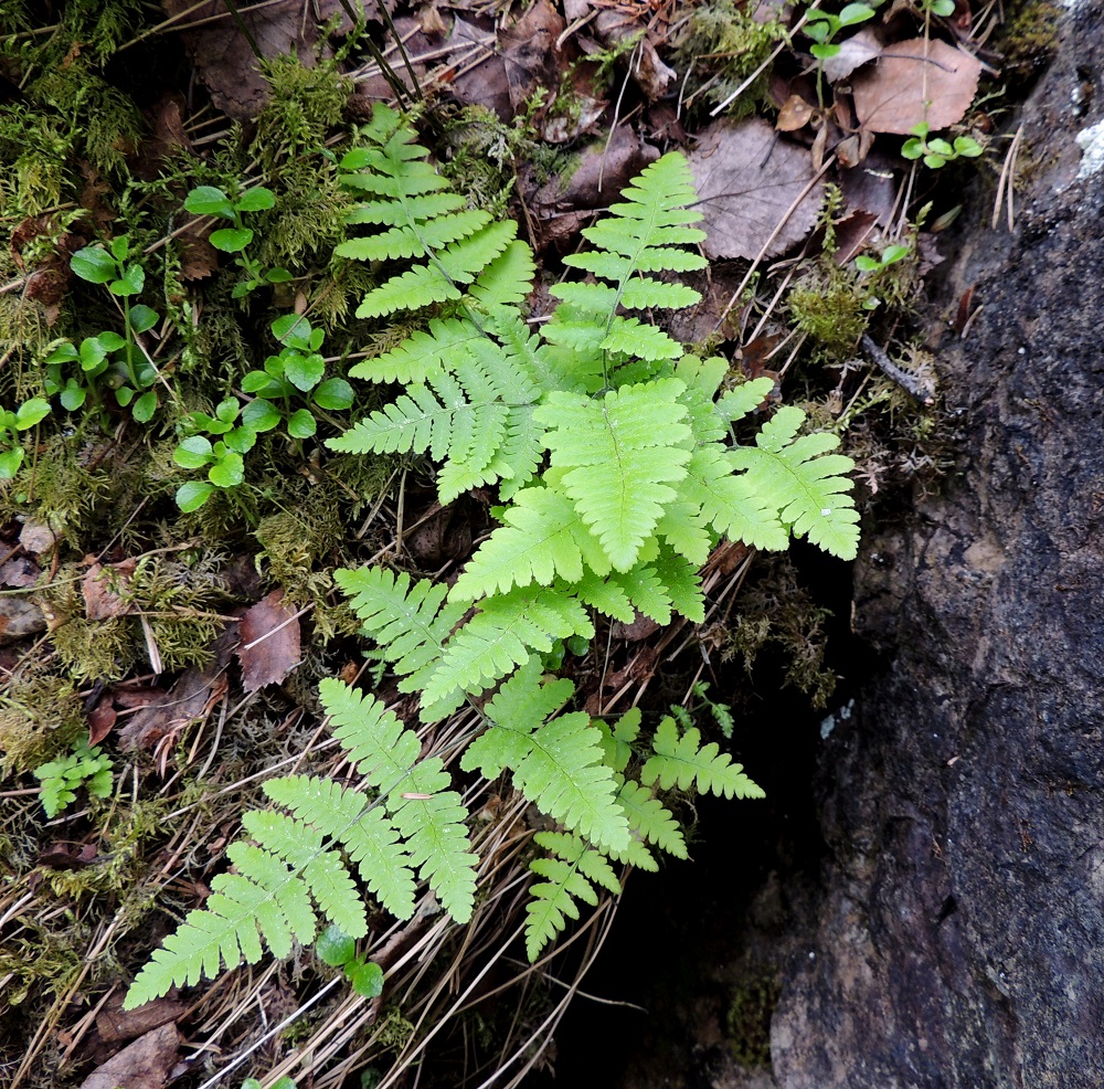 Gymnocarpium continentale - idänimarre viihtyy kalliorinteillä ja -seinämillä. Sen suikertava maavarsi ankkuroituu kallionrakoihin ja takertuu sammalpohjaan. Kuvan alimmainen lehtilapa on noin 1,2 kertaa leveyttään pitempi. Sammalpinnalla näkyy edellisvuotisia, kuihtuneita ruoteja ja vanamon, Linnaea borealis, varsia. Ks, Kuusamo, Juuma, Lammasvuoma, rotkolaakson seinämärinne hieman Oulangan kansallispuiston luoteispuolella, 13.7.2015. Copyright Hannu Kämäräinen.