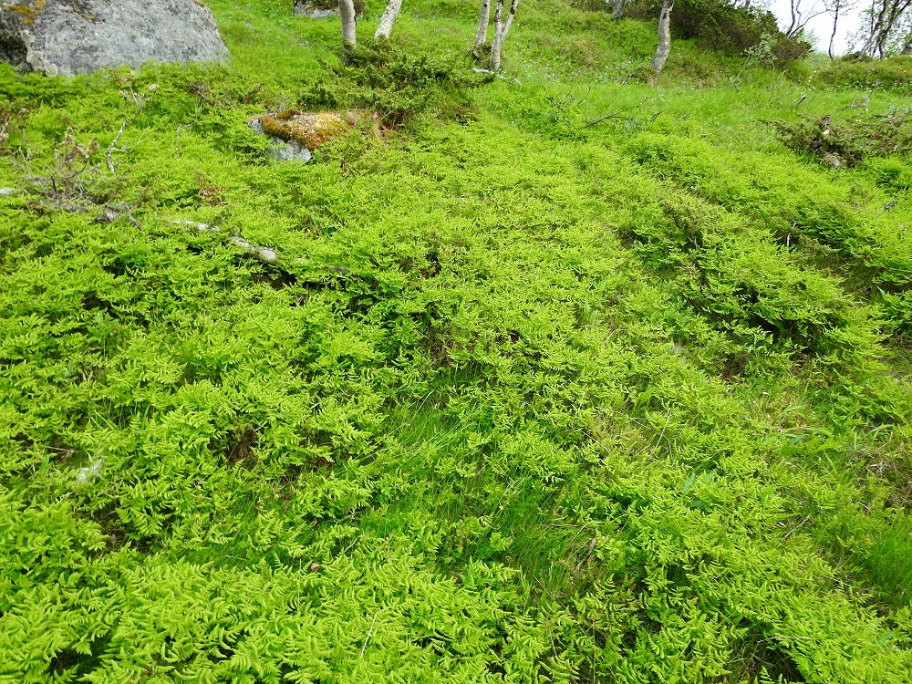 Gymnocarpium dryopteris - metsäimarre viihtyy lehto- ja korpimetsien sekä tuoreiden kangasmetsien lisäksi myös tunturikoivikoissa, joissa se parhaimmillaan levittäytyy kuin paraskin peittokasvi. EnL, Enontekiö, Kilpisjärvi, Saanan lounaisrinne, tunturikoivikko retkeilykeskuksen kohdalla, 540 m mpy, 5.7.2018. Copyright Hannu Kämäräinen.