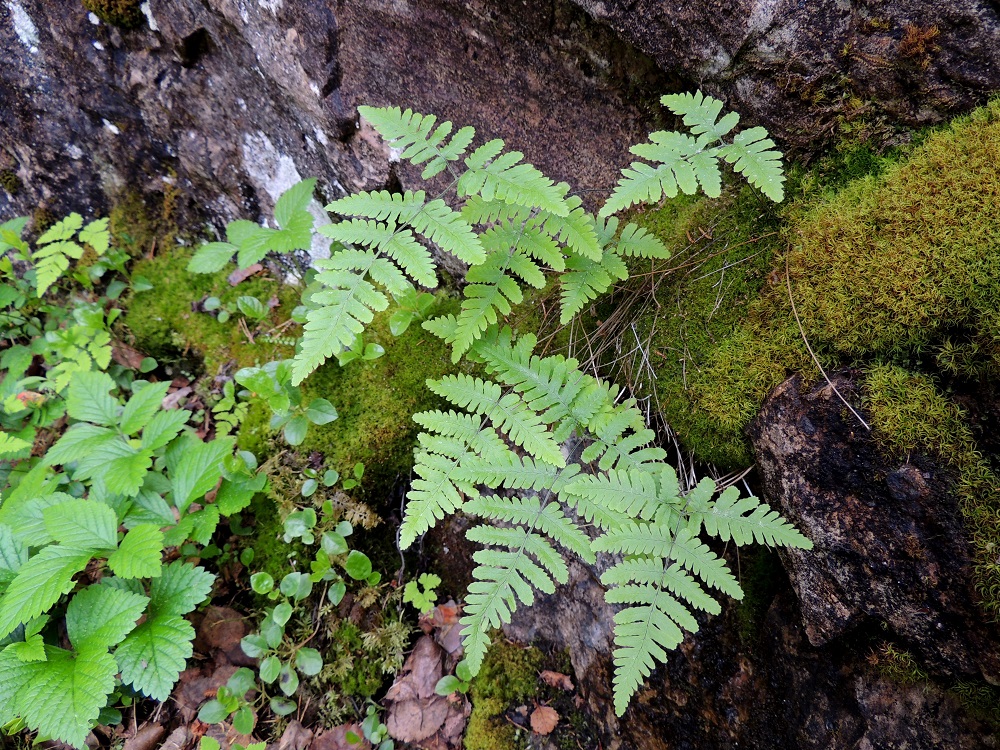 Gymnocarpium robertianum - kalkki-imarretta esiintyy Suomessa vain Kuusamossa ja Etelä-Sallassa yhteensä noin parissakymmenessä kasvupaikassa. Se viihtyy kalkkikallioiden ja kallioseinämien raoissa ja hyllyillä sekä tyvilouhikoissa. Kuvassa seuralaisina lillukka, Rubus saxatilis ja vanamo, Linnaea borealis. Ks, Kuusamo, Juuma, Lammasvuoma, rotkolaakson seinämärinne hieman Oulangan kansallispuiston luoteispuolella, 13.7.2015. Copyright Hannu Kämäräinen.