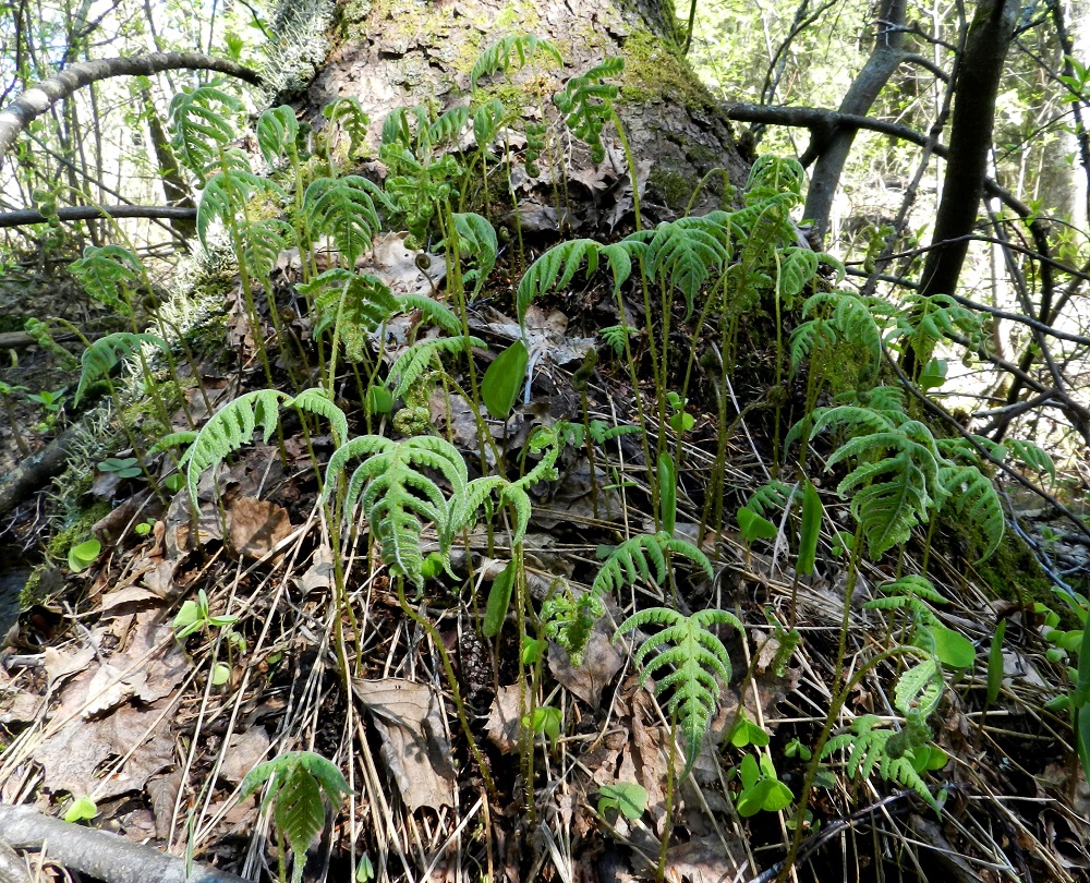 Phegopteris connectilis - korpi-imarteen lehdet eivät talvehdi. Uudet lehdet nousevat muiden saniaisten tavoin avautuvina kieppeinä. Täysikasvuisissa lehdissä lehtiruoti on yhdestä kahteen kertaan lehtilavan mittainen. EH, Hämeenlinna, Lammi, Vähä-Evo, Kallio- ja Ekojärven välinen puro Vähä-Evontien itäpuolella, tervaleppäkorpi, puronvarsi, 13.5.2012. Copyright Hannu Kämäräinen.