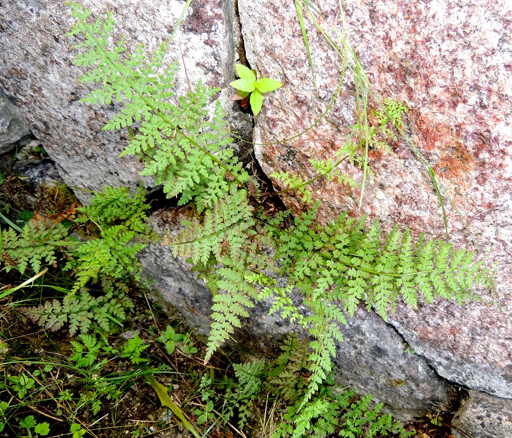 Cystopteris fragilis subsp. fragilis - haurasloikko subsp. kalliohaurasloikko. Haurasloikko muuntelee aika tavalla kokonsa ja lehdyköiden koon ja mallin suhteen. Lehdet voivat olla jopa 30 cm pitkiä, joskus pitempiäkin ja enimmillään noin 8 cm leveitä. Sivulehdykät ovat teräväkärkiset ja niissä on jopa 8 pikkulehdykkäparia. U, Helsinki, Suomenlinna, Susisaari, Kustaanmiekka, itälaidan linnoitusrakennelmat, kulku-uran laidan kallioseinämä, 2.7.2013. Copyright Hannu Kämäräinen.