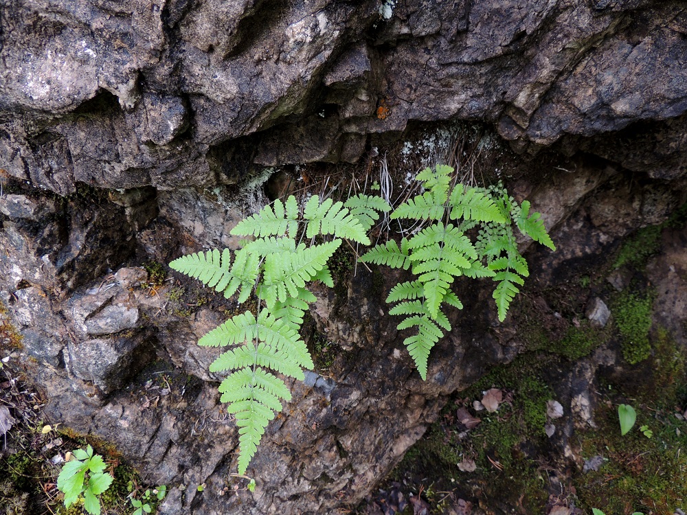 Gymnocarpium continentale - idänimarre kasvaa Koillismaalla usein metsäisessä maastossa, mutta varsinaiselta metsäpohjalta sitä on turha etsiä. Se on kalkinsuosija ja tarvitsee juurehtivalle maavarrelleen tuntuman kalliopintaan. Usein sen tapaakin roikkumasta paljaan seinämän raoista. Kasvuston oikeassa laidassa, lehtien alla, on seuralaisena kaljukiviyrtti, Woodsia glabella. Ks, Kuusamo, Juuma, Lammasvuoma, rotkolaakson seinämärinne hieman Oulangan kansallispuiston luoteispuolella, 13.7.2015. Copyright Hannu Kämäräinen.