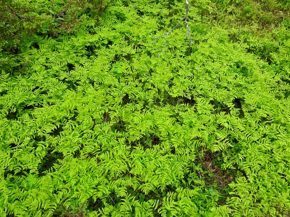 Gymnocarpium dryopteris - metsäimarteen tuoreet lehdet ovat helakat ja reunoiltaan jonkin verran alaspäin kiertyneet. Seassa on myös joitakin yöhallan vikuuttamia, vaalenneita lehtiä. EnL, Enontekiö, Kilpisjärvi, Saanan lounaisrinne, tunturikoivikko retkeilykeskuksen kohdalla, 540 m mpy, 5.7.2018. Copyright Hannu Kämäräinen.