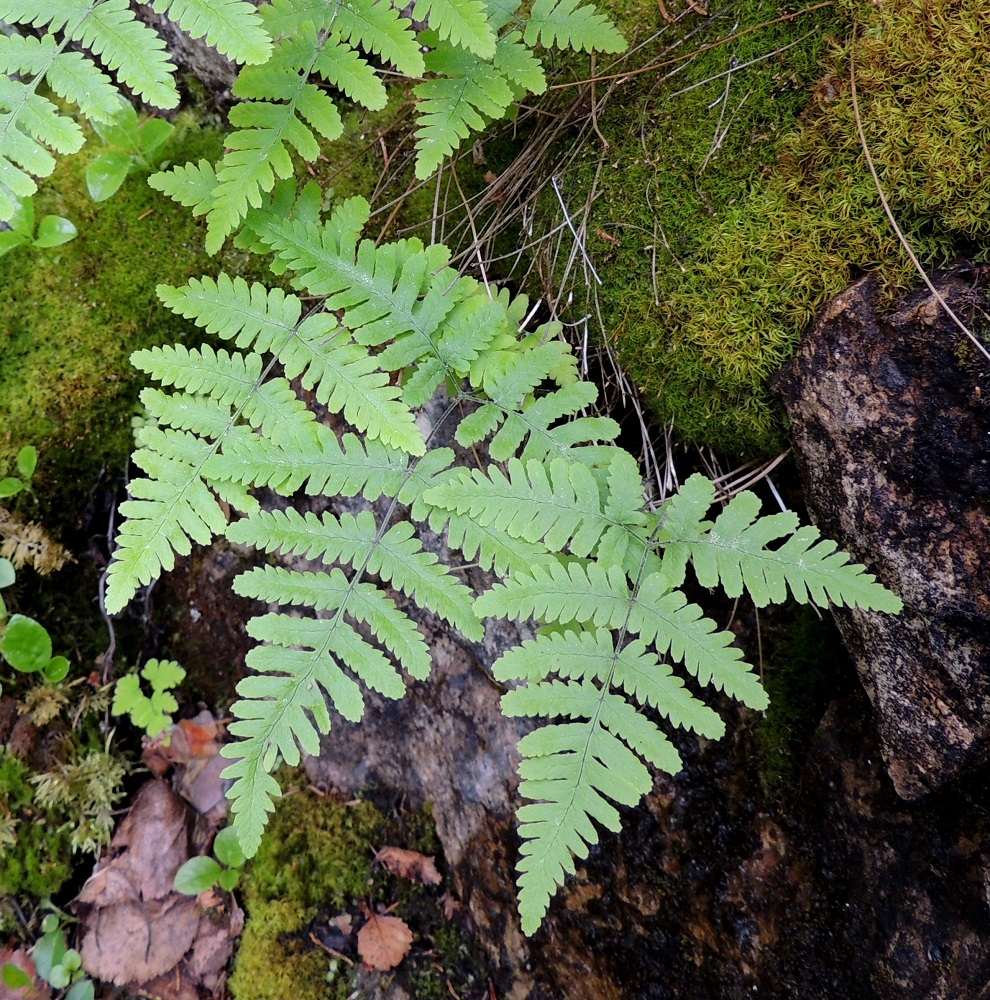 Gymnocarpium robertianum - kalkki-imarteen hoikka maavarsi suikertaa vaakatasossa kallionraoissa. Lehdet kasvavat siitä yksittäin ja ovat yleensä muutaman ryhmissä. Lehtilapa on tavallisesti kolmiomainen ja noin 0,8-1,3 kertaa niin pitkä kuin leveä. Kuvan oikeanpuolimmaisessa lehdessä em. suhde on 1,0. Ks, Kuusamo, Juuma, Lammasvuoma, rotkolaakson seinämärinne hieman Oulangan kansallispuiston luoteispuolella, 13.7.2015. Copyright Hannu Kämäräinen.