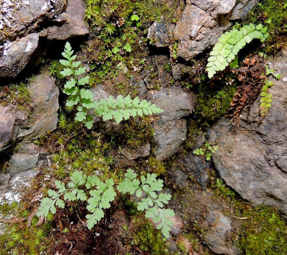 Cystopteris fragilis subsp. dickieana - haurasloikko subsp. kalkkihaurasloikko. Haurasloikko on usein, erityisesti pohjoisessa, myös pienikokoinen, vain noin 5-10 cm pitkä ja 2-3 cm leveä. Sivulehdykät voivat olla pyöreähköpäisiä ja niissä on vai 2-3 pikkulehdykkäparia. Äkkivilkaisulla voi tulla mieleen kaljukiviyrtti, Woodsia glabella. Oikeassa yläkulmassa seuralaisena viherraunioinen, Asplenium viride. Ks, Kuusamo, Juuma, Lammasvuoma, rotkolaakson seinämärinne hieman Oulangan kansallispuiston luoteispuolella, 13.7.2015. Copyright Hannu Kämäräinen.