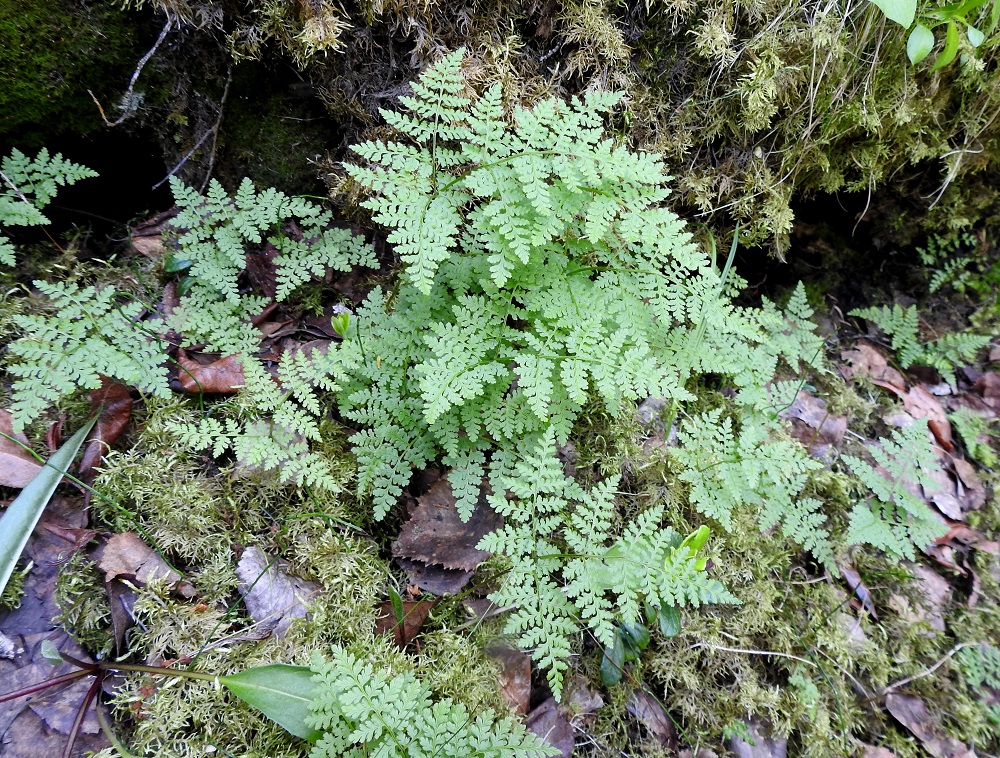 Cystopteris montana - vuoriloikon lehdet ovat suorina tavallisesti noin 15-40 cm pitkiä. Lehtilavan asento on lähes vaakasuora tai hieman yläviisto. Ks, Salla, Hautajärvi, Urriaapa, Vasajängänojan kalliorinnealue, 10.7.2019. Copyright Hannu Kämäräinen.