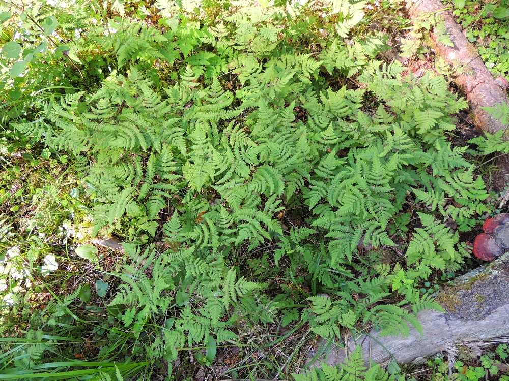 Gymnocarpium dryopteris - metsäimarteen lehtiruoti on pysty ja lehtilapa on lähes vaakasuora tai hieman yläviisto. EH, Hämeenlinna, Loimalahti, Hirsimäki, omakotialueen ja maakaasulinjan välinen, kuusivaltainen metsä, 22.7.2014. Copyright Hannu Kämäräinen.