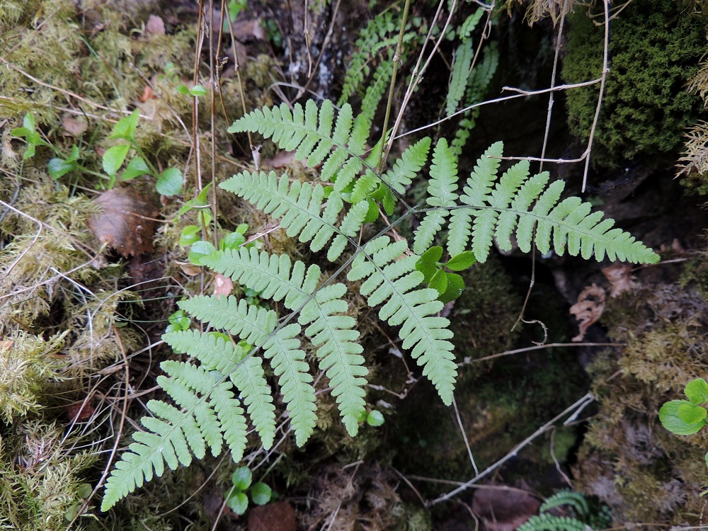 Gymnocarpium robertianum - kalkki-imarteen lehtilapa on yleensä noin 6-20 cm pitkä sekä alaosastaan noin 8-21 cm leveä. Väriltään se on himmeän- tai harmahtavanvihreä. Lehden yläpuolella seuralaisena viherraunioinen, Asplenium viride. Ks, Kuusamo, Juuma, Lammasvuoma, rotkolaakson seinämärinne hieman Oulangan kansallispuiston luoteispuolella, 13.7.2015. Copyright Hannu Kämäräinen.