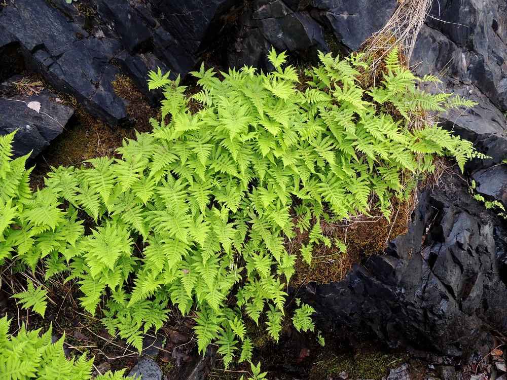 Phegopteris connectilis - korpi-imarre on suomalaisen nimensä mukaisesti erilaisten korpimaiden ja lehtomaisten metsien laji. Se viihtyy kuitenkin myös kosteilla kalliorinteillä ja -seinämillä. Ks, Kuusamo, Juuma, Oulangan kansallispuisto, Kitkajoen Jyrävä, putouksen niskan eteläpuolinen rantakallio, 13.7.2015. Copyright Hannu Kämäräinen.