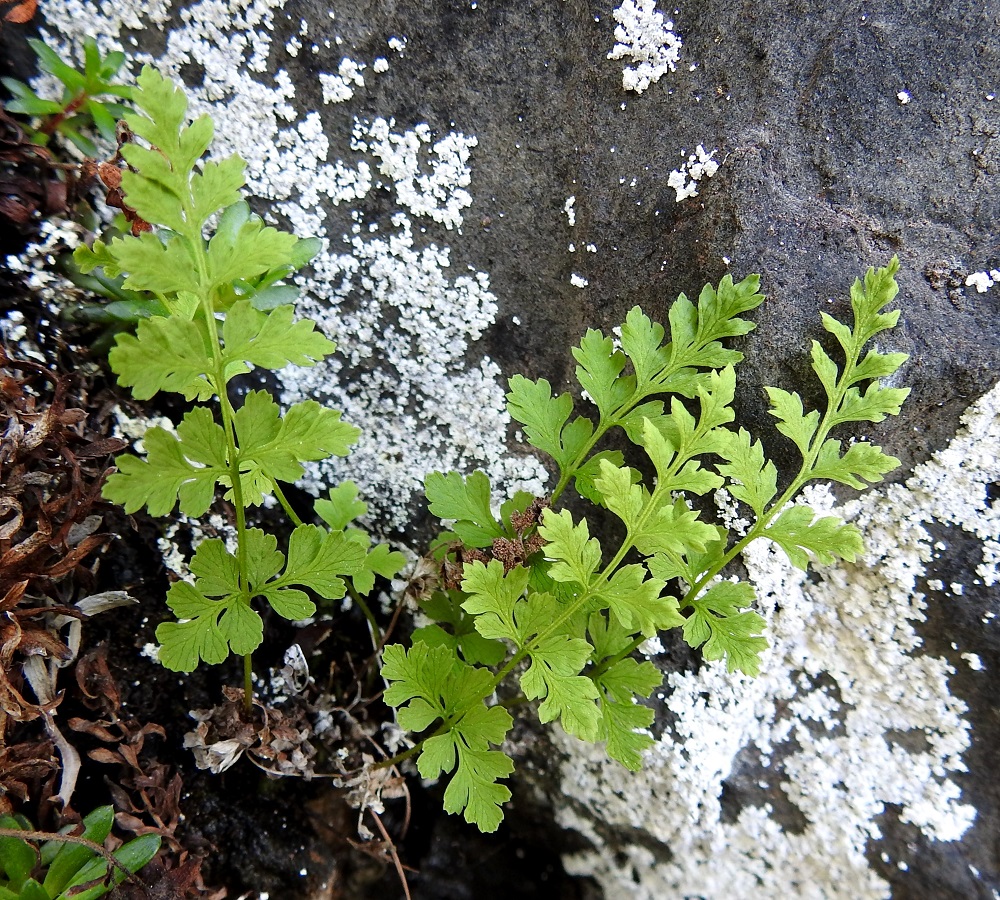 Cystopteris fragilis - haurasloikon alalajia ei voi varmaksi määrittää lehtien, lehdyköiden tai pikkulehdyköiden muodon, koon, värin, karvaisuuden tms. seikan perusteella. Tavalliselle harrastajalle varmasti riittääkin lajitason tunnistaminen. Koillismaalla, Oulangan alueella, molemmat alalajit ovat vahvemmin läsnä kuin ehkä missään muualla. Kuvan lehdet ovat malliltaan varsin tyypillisiä Oulangan kallioseinämillä kasvavia hausrasloikkoja. Ks, Kuusamo, Oulangan kansallispuisto, Kitkanniemi, Ahvenperänvaaran jyrkät pohjoisrinteet Kitkajoen yläpuolella, pystysuora kallioseinämä, 14.6.2019. Copyright Hannu Kämäräinen.