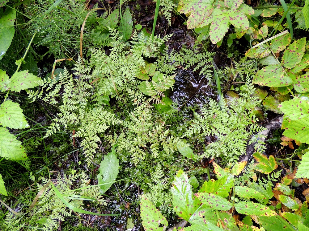 Cystopteris montana - vuoriloikko kasvaa nimestään huolimatta usein kosteissa lehdoissa, ohutturpeisissa lehto- ja lettokorvissa, lähteiköissä ja purojen varsilla. Kuvan hetteikössä seuralaisina mm. mesiangervo, Filipendula ulmaria, lehtokorte, Equisetum pratense ja suokeltto, Crepis paludosa. Kn, Puolanka, Väyrylä, Pahajärven eteläpuolella olevan purokosteikon luonnonsuojelualueen eteläpuoli, vetinen alanko, 12.7.2015. Copyright Hannu Kämäräinen.