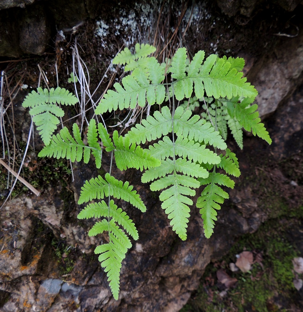 Gymnocarpium continentale - idänimarteen lehdet versovat maavarresta yksittäin. Kasvustot ovat yleensä muutaman lehden ryhminä. Lehtilapa on tavallisesti kapeahkon kolmiomainen tai kapeahkon puikea, suippokärkinen ja noin 5-15 cm pitkä sekä alaosastaan noin 5-13 cm leveä. Se on noin 0,9-1,5 kertaa niin pitkä kuin leveä (kuvan oikeanpuolimmaisessa lehdessä suhde on 1,2). Ks, Kuusamo, Juuma, Lammasvuoma, rotkolaakson seinämärinne hieman Oulangan kansallispuiston luoteispuolella, 13.7.2015. Copyright Hannu Kämäräinen.