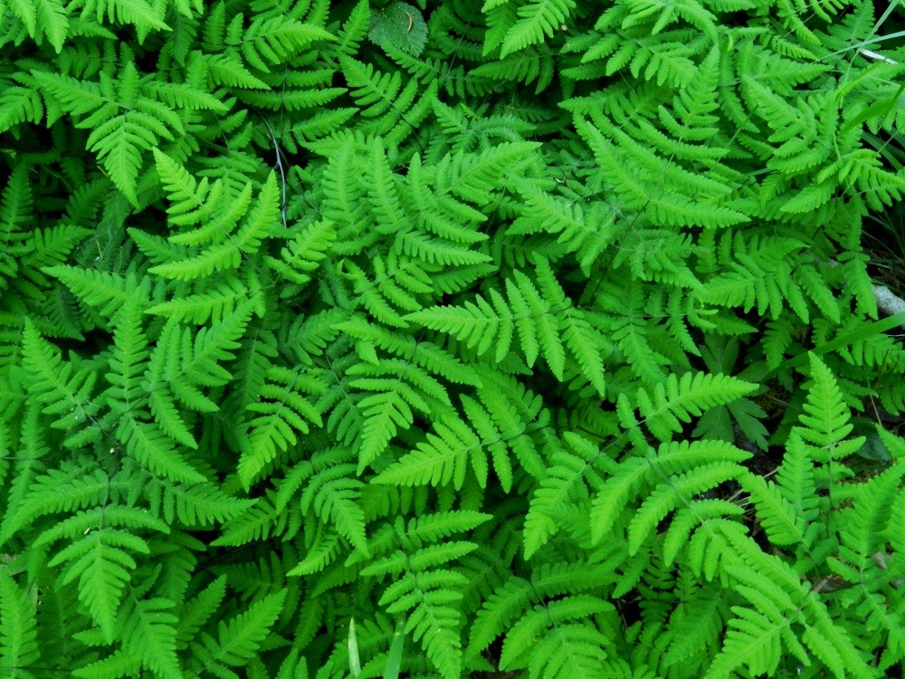 Gymnocarpium dryopteris - metsäimarteen tiheässä kasvustossa lehdet ovat lomittain ja päällekkäin sekä peittävät alustansa täysin. Tällaisen kasvuston nähdessään ei uskoisikaan, että lehdet nousevat maavarresta yksittäin eikä niiden väli ole edes kovin tiheä. Selitys onkin maavarren ristiin rastiin suikertava ja haarova kasvutapa. EH, Hämeenlinna, Loimalahti, Hirsimäki, omakotialueen ja maakaasulinjan välinen, kuusivaltainen metsä, 8.6.2011. Copyright Hannu Kämäräinen.