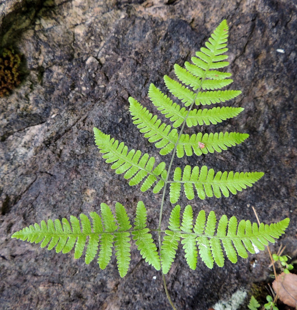Gymnocarpium robertianum - kalkki-imarteen lehtilavassa on ikään kuin kolme lehdykkää, joista kärkilehdykkä on kolmiomainen ja huomattavasti kahta muuta, kapeanpuikeaa lehdykkää isompi. Lavan kärkiosa on kertaalleen parilehdykkäinen ja tyviosa kahteen kertaan parilehdykkäinen. Kuvan lehtilapa on 0,9 kertaa niin pitkä kuin leveä. Täytesalaman käyttö kuvattaessa on tehnyt lehdestä kirkkaammanvihreän kuin se luonnossa on. Ks, Kuusamo, Juuma, Lammasvuoma, rotkolaakson seinämärinne hieman Oulangan kansallispuiston luoteispuolella, 13.7.2015. Copyright Hannu Kämäräinen.