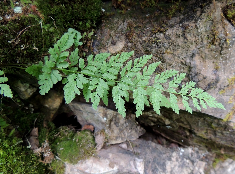 Cystopteris fragilis subsp. dickieana - haurasloikko subsp. kalkkihaurasloikko voi olla kuvan tavoin myös kookkaampi ja lavaltaan sekä sivulehdyköiltään teräväkärkinen. Pikkulehdyköitäkin on liuskaisen kärkiosan lisäksi 4-5 ja ne ovat pituuteensa nähden kapeahkoja. Ks, Kuusamo, Juuma, Lammasvuoma, rotkolaakson seinämärinne hieman Oulangan kansallispuiston luoteispuolella, 13.7.2015. Copyright Hannu Kämäräinen.