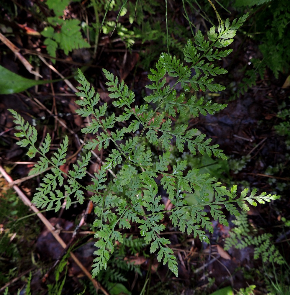 Cystopteris montana - vuoriloikon lehtilapa on leveän kolmiomainen tai alaosansa muodon vuoksi viisikulmainen ja suippokärkinen. Kn, Puolanka, Väyrylä, Pahajärven eteläpuolella olevan purokosteikon luonnonsuojelualueen eteläpuoli, vetinen alanko, 12.7.2015. Copyright Hannu Kämäräinen.