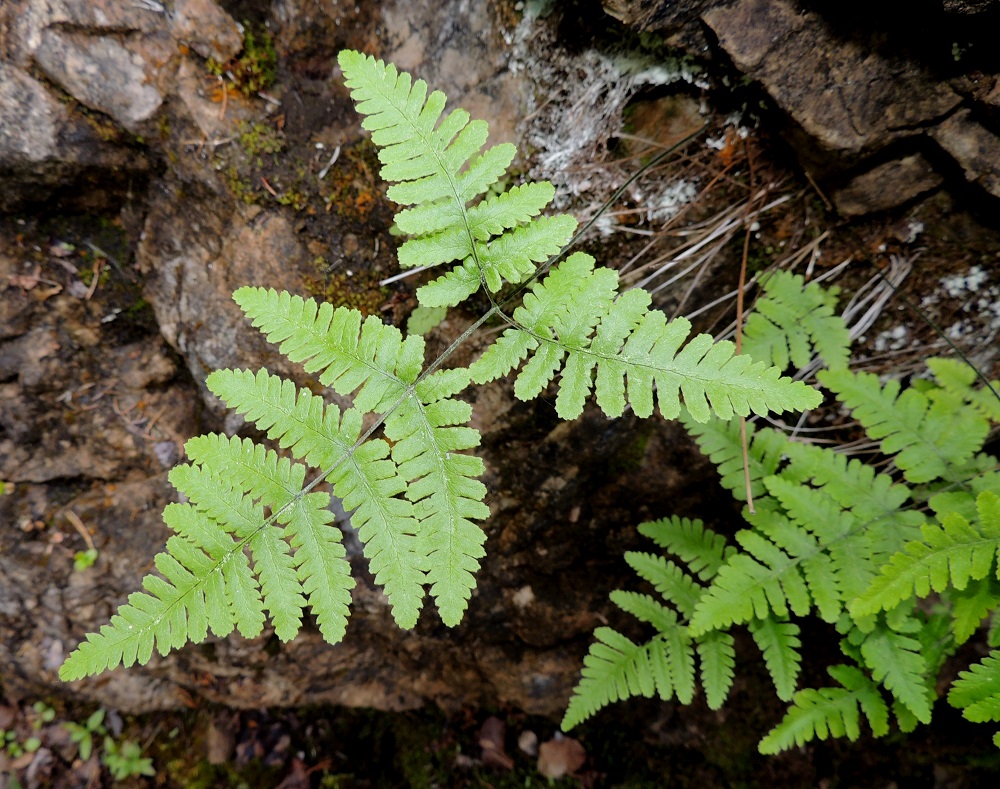 Gymnocarpium continentale - idänimarteen lehtilavassa on ikään kuin kolme lehdykkää, joista kärkilehdykkä on kolmiomainen ja huomattavasti kahta muuta, kapeanpuikeaa lehdykkää isompi. Lavan kärkiosa on kertaalleen parilehdykkäinen ja tyviosa kahteen kertaan parilehdykkäinen. Ks, Kuusamo, Juuma, Lammasvuoma, rotkolaakson seinämärinne hieman Oulangan kansallispuiston luoteispuolella, 13.7.2015. Copyright Hannu Kämäräinen.