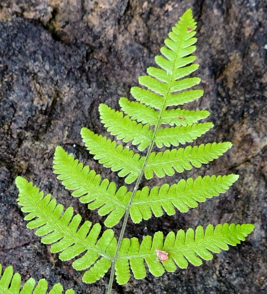 Gymnocarpium robertianum - kalkki-imarteen lehtilapa on suippopäinen. Kärkiosan alemmat parilehdykät ovat usein tyviosastaan pariosaiset ja ulompana parijakoiset eli sivuliuskat eivät jakaudu rankaan saakka. Lavan kärkeä kohti sivulehdykät yksinkertaistuvat ja muuttuvat viimein pelkiksi sivuliuskoiksi. Ks, Kuusamo, Juuma, Lammasvuoma, rotkolaakson seinämärinne hieman Oulangan kansallispuiston luoteispuolella, 13.7.2015. Copyright Hannu Kämäräinen.