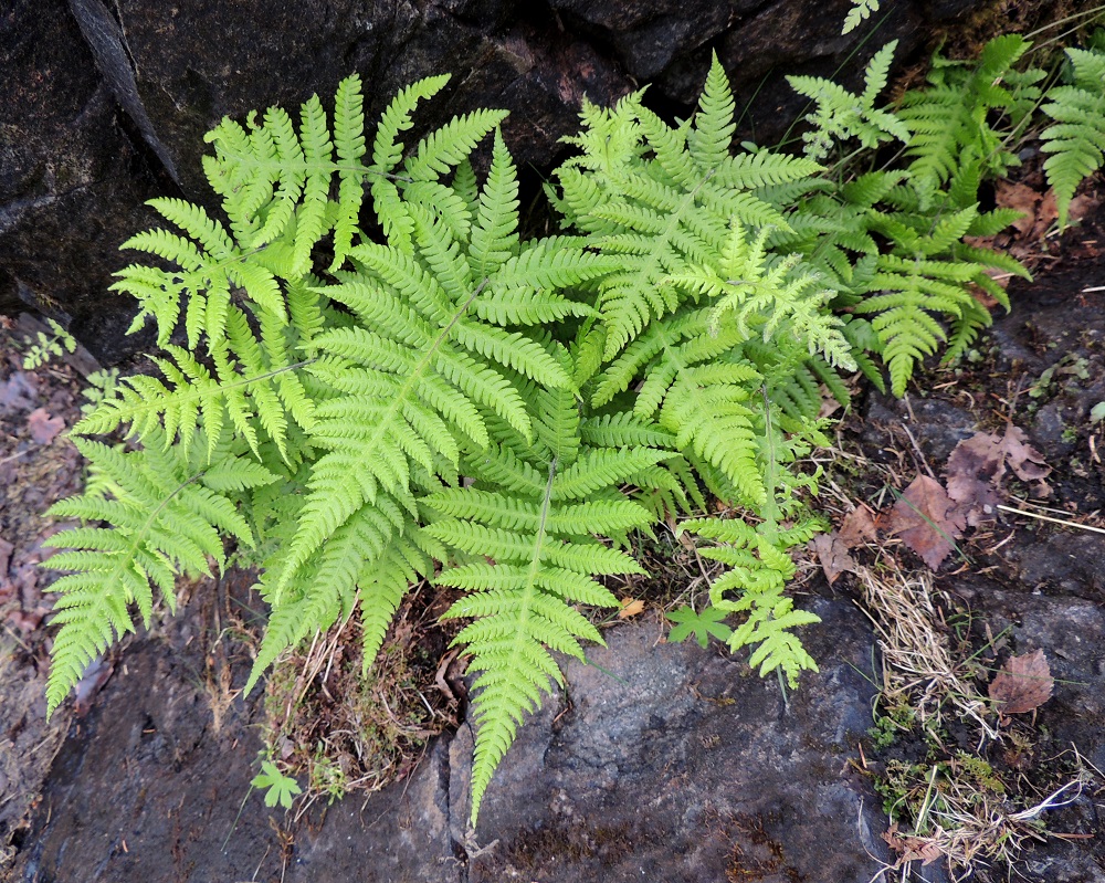 Phegopteris connectilis - korpi-imarteelle leimallinen tuntomerkki löytyy lehtilavan alaosasta. Alimmainen lehdykkäpari on alaviistossa lehtiruotiin päin. Ks, Kuusamo, Juuma, Oulangan kansallispuisto, Kitkajoen Jyrävä, putouksen niskan eteläpuolinen rantakallio, 13.7.2015. Copyright Hannu Kämäräinen.