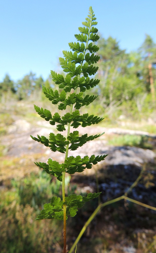 Cystopteris fragilis subsp. fragilis - haurasloikko subsp. kalliohaurasloikko. Haurasloikon lehtilapa on useimmitenkapeanpuikea tai suikeahko ja kahteen kertaan parilehdykkäinen sekä tavallisesti noin 5-20 cm pitkä ja leveimmältä kohtaa noin 2-8 cm leveä. Se on molemmin puolin himmeänvihreä. V, Salo, Särkisalo, Förby, merenrantaan ja venesatamaan päättyvän maantien 1823 länsipää, maantien pohjoispuolelta nouseva kalkkikallioalue, luonnonsuojelualue, 11.7.2014. Copyright Hannu Kämäräinen.