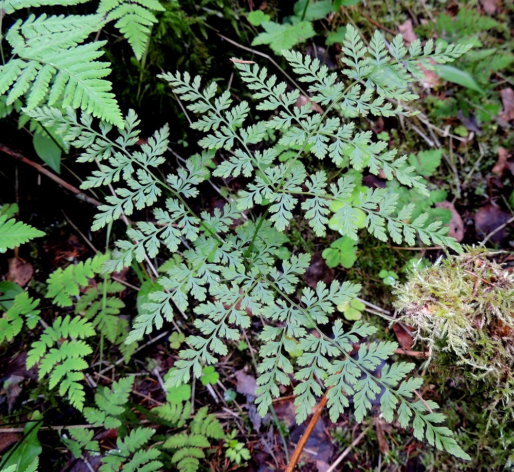 Cystopteris montana - vuoriloikon lehtilapa on tavallisesti noin 7-15 cm pitkä ja noin pituutensa levyinen sekä yleensä kolmeen kertaan parilehdykkäinen. Alin lehdykkäpari on selvästi muita kookkaampi, kapeahkon kolmiomainen, joskin hieman epämukainen ja suippokärkinen. Alimmat sivulehdykät ovat tavallisesti noin 4-8 cm pitkiä ja tyveltä noin 2,5-6 cm leveitä. Muut sivulehdykät ovat kapeanpuikeita ja pienenevät tasaisesti kärkeä kohti. Tyvellä seuralaisena mm. metsäimarre, Gymnocarpium dryopteris. Kn, Puolanka, Väyrylä, Pahajärven eteläpuolella olevan purokosteikon luonnonsuojelualueen eteläpuoli, vetinen alanko, 12.7.2015. Copyright Hannu Kämäräinen.