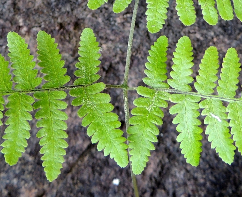 Gymnocarpium robertianum - kalkki-imarteen lehtilavan tyvilehdyköiden sisemmät eli päärangan puoleiset pikkulehdykät ovat keskenään erikokoiset. Parin alempi pikkulehdykkä on ylempää pitempi, tavallisesti noin 15-30 mm pitkä ja noin 8-15 mm leveä. Pienemmän eli ylemmän pikkulehdykän keskiosan leveys on 3/5 isomman lehdykän keskiosan leveydestä. Lehdykät ovat päältä lyhyesti nystykarvaiset. Nystykarvat muodostavat usein myös tiheitä ryhmiä. Ks, Kuusamo, Juuma, Lammasvuoma, rotkolaakson seinämärinne hieman Oulangan kansallispuiston luoteispuolella, 13.7.2015. Copyright Hannu Kämäräinen.