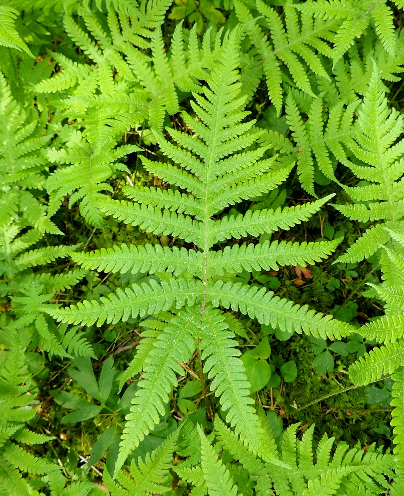Phegopteris connectilis - korpi-imarteen lehtilapa on kärkiosaa lukuun ottamatta parilehdykkäinen. Kärkiosa on pariosainen. Sivulehdykät ovat suikeahkot tai tasasoukat, pariliuskaiset ja päästään pitkäsuippuisen teräväkärkiset. Lavan alaosassa ne ovat leveimmältä kohtaa yleensä noin 8-20 mm leveät. A, Jomala, Gottby, Eckerön maantien laitametsä lähellä kylän pohjoisempaa tienhaaraa , 13.6.2014. Copyright Hannu Kämäräinen.