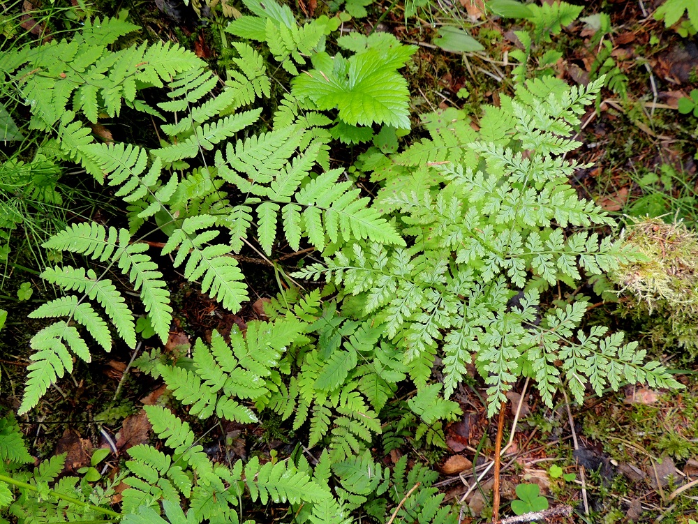 Cystopteris montana - vuoriloikon lehtilapa on leveän kolmiomainen ja samaa kokoluokkaa kuin kuvassa vasemmalla olevan metsäimarteen, Gymnocarpium dryopteris lehtilapakin. Molempien isot tyvilehdykätkin ovat samalla tavoin kolmiomaiset ja alimmat pikkulehdykät kookkaat. Samassa kuvassa näkyy myös olennainen ero. Vuoriloikon lehdyköiden sisäinen rakenne on selvästi jaokkeisempi kuin metsäimarteella. Kn, Puolanka, Väyrylä, Pahajärven eteläpuolella olevan purokosteikon luonnonsuojelualueen eteläpuoli, vetinen alanko, 12.7.2015. Copyright Hannu Kämäräinen.