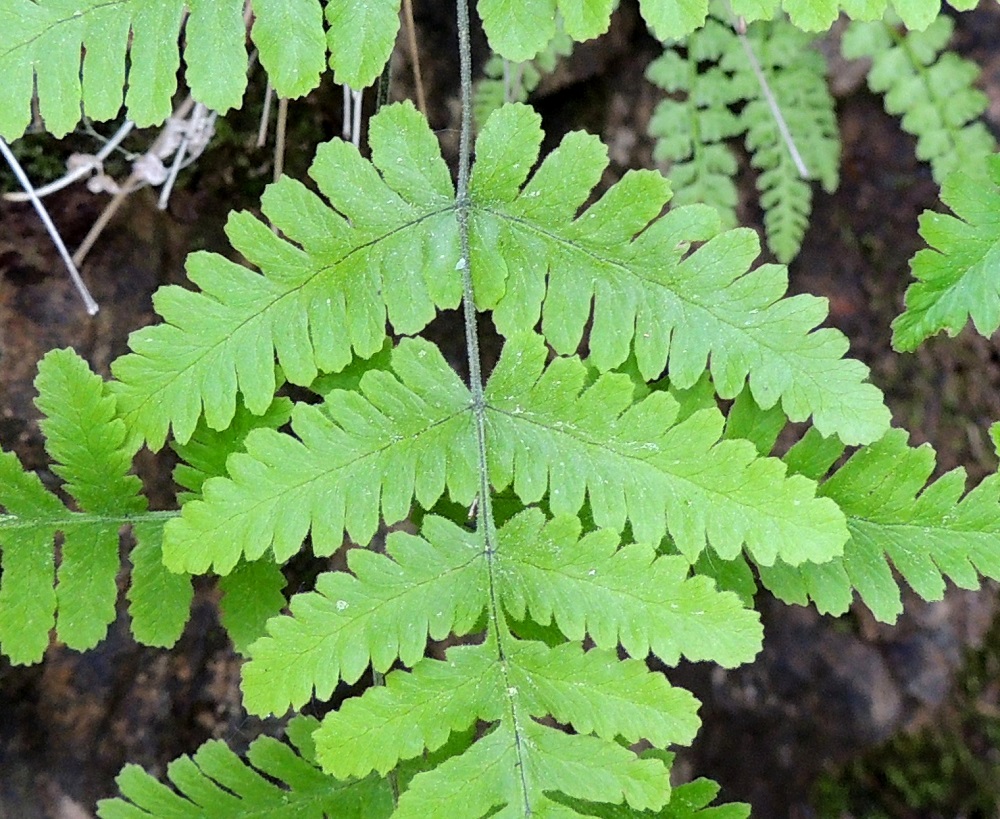Gymnocarpium continentale - idänimarteen lehtilavan kolmiomaisen kärkiosan parilehdykät ovat yleensä kokonaan parijakoiset eli niiden sivuliuskat eivät jakaudu rankaan saakka. Lavan kärkeä kohti lehdyköiden väli tiivistyy ja keskiranka muuttuu siipipalteiseksi, kunnes lehdykät kasvavat kokonaan siihen kiinni ja viimein typistyvät pelkiksi sivuliuskoiksi. Ks, Kuusamo, Juuma, Lammasvuoma, rotkolaakson seinämärinne hieman Oulangan kansallispuiston luoteispuolella, 13.7.2015. Copyright Hannu Kämäräinen.