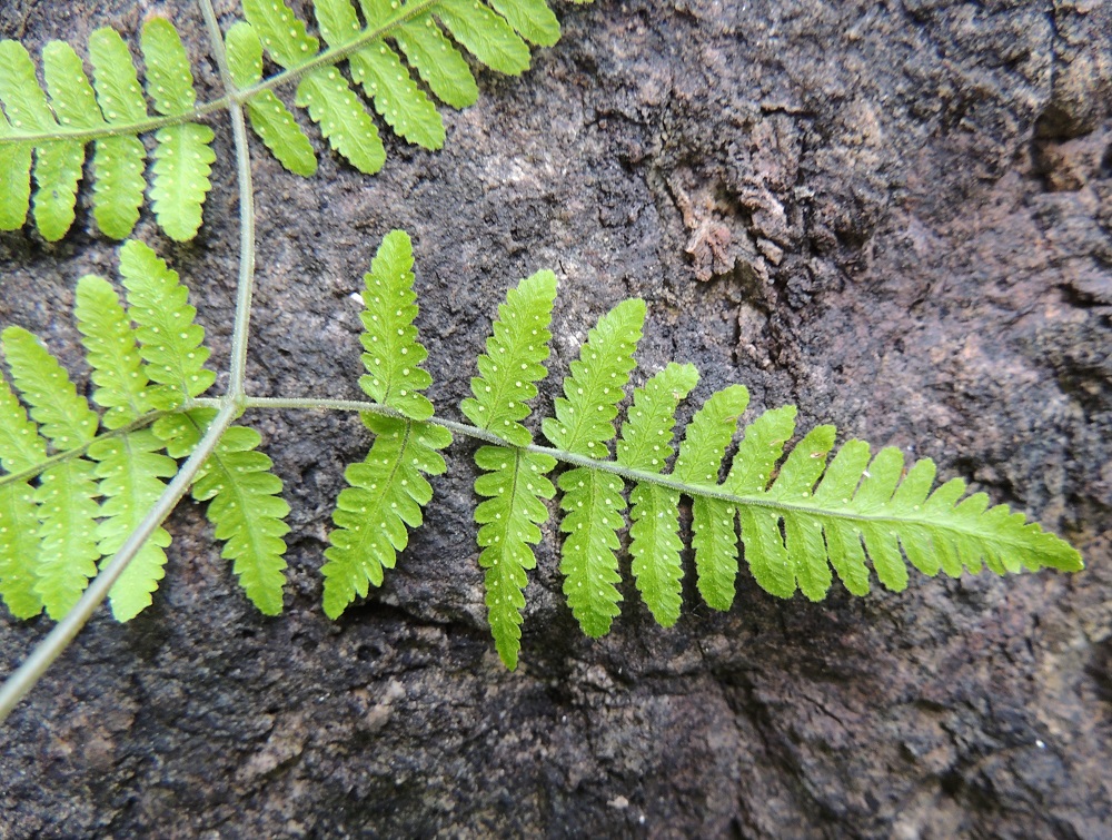Gymnocarpium robertianum - kalkki-imarteen lehtilavan alin lehdykkä on kapeanpuikea tai kapean kolmiomainen. Pikkulehdyköiden sivuliuskat ovat lehdykän tyviosassa yleensä tasasoukan pitkulaiset ja päästään tylpät tai pyöreähköt sekä laidoiltaan ja päästään ehyehköt tai hampaiset. Ks, Kuusamo, Juuma, Lammasvuoma, rotkolaakson seinämärinne hieman Oulangan kansallispuiston luoteispuolella, 13.7.2015. Copyright Hannu Kämäräinen.
