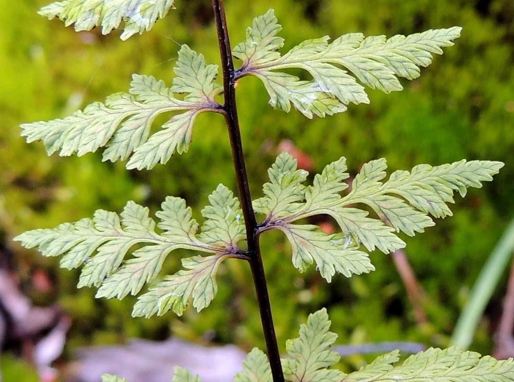 Cystopteris fragilis subsp. fragilis - haurasloikko subsp. kalliohaurasloikko. Haurasloikon pikkulehdykät ovat puikeat, soikeahkot tai pitkänpyöreät, terävä tai tylppäkärkiset ja suippotyviset sekä laidoiltaan hampaiset tai liuskaiset. Ne ovat alempien sivulehdyköiden tyvipuolella tavallisesti noin 3-10 mm pitkät ja noin 2-6 mm leveät. Pikkulehdyköiden suonet ovat hyvin näkyvillä ja johtavat laitahampaiden ja -liuskojen kärkeen. ES, Lappeenranta, Mäntylä, Mäntylänmäen luonnonsuojelualue Vaalimaantien ja Mattilantien kulmauksessa, kalkkilouhoksen lähistöllä, 8.7.2015. Copyright Hannu Kämäräinen.