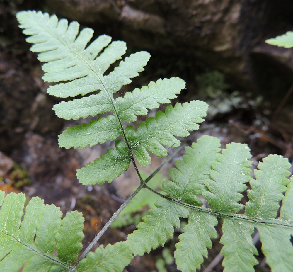 Gymnocarpium continentale - idänimarteen lehtilavan tyvilehdyköiden sisemmät pikkulehdykät ovat tyveen saakka erilliset. Sen sijaan tyvilehdykän kärkiosa on parijakoinen. Sisimmät eli päärangan puoleiset pikkulehdykät ovat keskenään jossain määrin erikokoiset. Parin alempi pikkulehdykkä on ylempää pitempi, tavallisesti noin 15-20 mm pitkä ja noin 8-12 mm leveä. Pienemmän eli ylemmän pikkulehdykän keskiosan leveys on 4/5 isomman lehdykän keskiosan leveydestä. Ks, Kuusamo, Juuma, Lammasvuoma, rotkolaakson seinämärinne hieman Oulangan kansallispuiston luoteispuolella, 13.7.2015. Copyright Hannu Kämäräinen.
