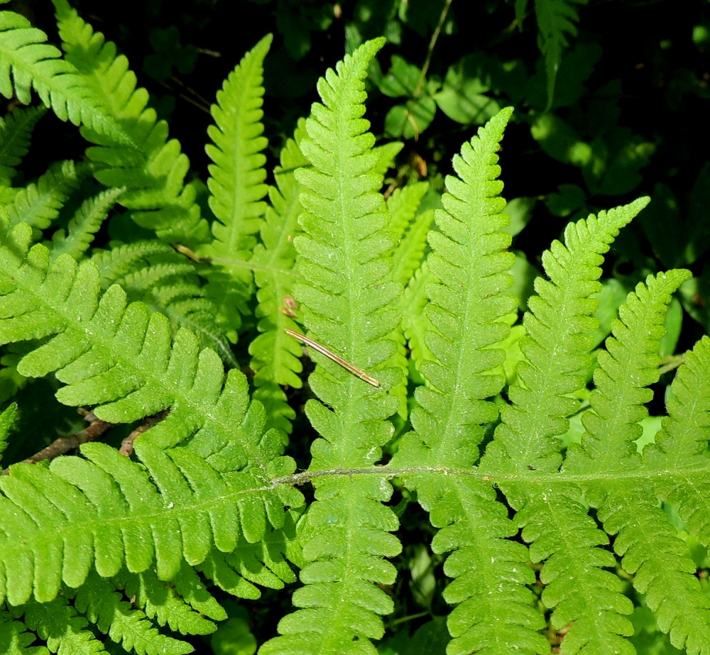 Phegopteris connectilis - korpi-imarteen alempien sivulehdyköiden sivuliuskat ovat tasasoukan pitkulaiset ja päästään pyöreät sekä laidoiltaan ehyehköt tai hampaiset. Ne ovat lehdyköiden leveimmässä osassa noin 3-10 mm pitkät ja noin 1,5-4 mm leveät. Sivulehdyköiden tyvenpuolimmaiset sivuliuskat ovat kasvaneet kiinni keskirankaan ja laajenevat kuvan tavoin usein keskirangan siipipalteeksi lehdyköiden välille. A, Jomala, Gottby, Eckerön maantien laitametsä lähellä kylän pohjoisempaa tienhaaraa , 13.6.2014. Copyright Hannu Kämäräinen.
