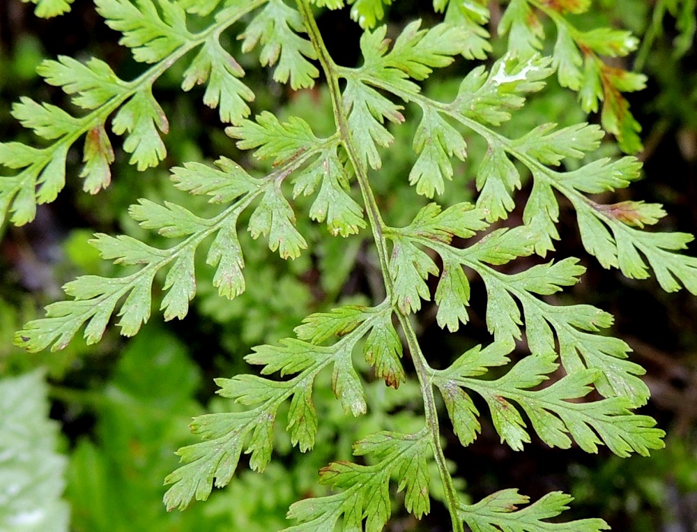 Cystopteris montana - vuoriloikon pikkulehdyköiden sivulehdykät ovat lehtilavan kolmannet ja samalla uloimmat lehdykät. Ne ovat puikeat, kapeanpuikeat tai soikeahkot, tylpähköt ja erityisesti lavan alaosassa syvään liuskoittuneet. Liuskat ovat vielä päästään hampaiset. Kn, Puolanka, Väyrylä, Pahajärven eteläpuolella olevan purokosteikon luonnonsuojelualueen eteläpuoli, vetinen alanko, 12.7.2015. Copyright Hannu Kämäräinen.