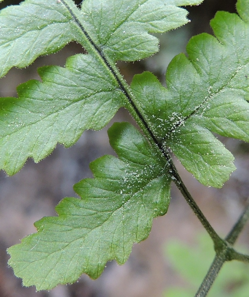 Gymnocarpium continentale - idänimarteen lehdykät ovat päältä lyhyesti nystykarvaiset. Nystykarvat muodostavat usein myös tiheästi ahtautuneita ryhmiä. Ks, Kuusamo, Juuma, Lammasvuoma, rotkolaakson seinämärinne hieman Oulangan kansallispuiston luoteispuolella, 13.7.2015. Copyright Hannu Kämäräinen.