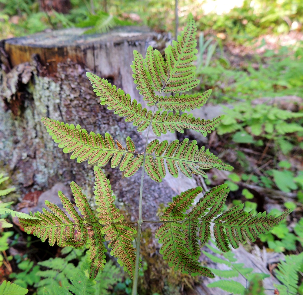 Gymnocarpium dryopteris - metsäimarteen lehtilavan tyven sisimmät eli päärangan puoleiset pikkulehdykät ovat keskenään hyvin erikokoiset. Parin alempi pikkulehdykkä on keskikokoisissa ja isommissa lehdissä tavallisesti noin 25-50 mm pitkä ja leveimmältä kohtaa noin 10-20 mm leveä. Pienemmän eli ylemmän pikkulehdykän keskiosan leveys on 3/5 - 4/5 isomman lehdykän keskiosan leveydestä. Kypsyvät itiöpesäkeryhmät muuttuvat ruskeiksi. EH, Hämeenlinna, Loimalahti, Hirsimäki, omakotialueen ja maakaasulinjan välinen, kuusivaltainen metsä, 22.7.2014. Copyright Hannu Kämäräinen.