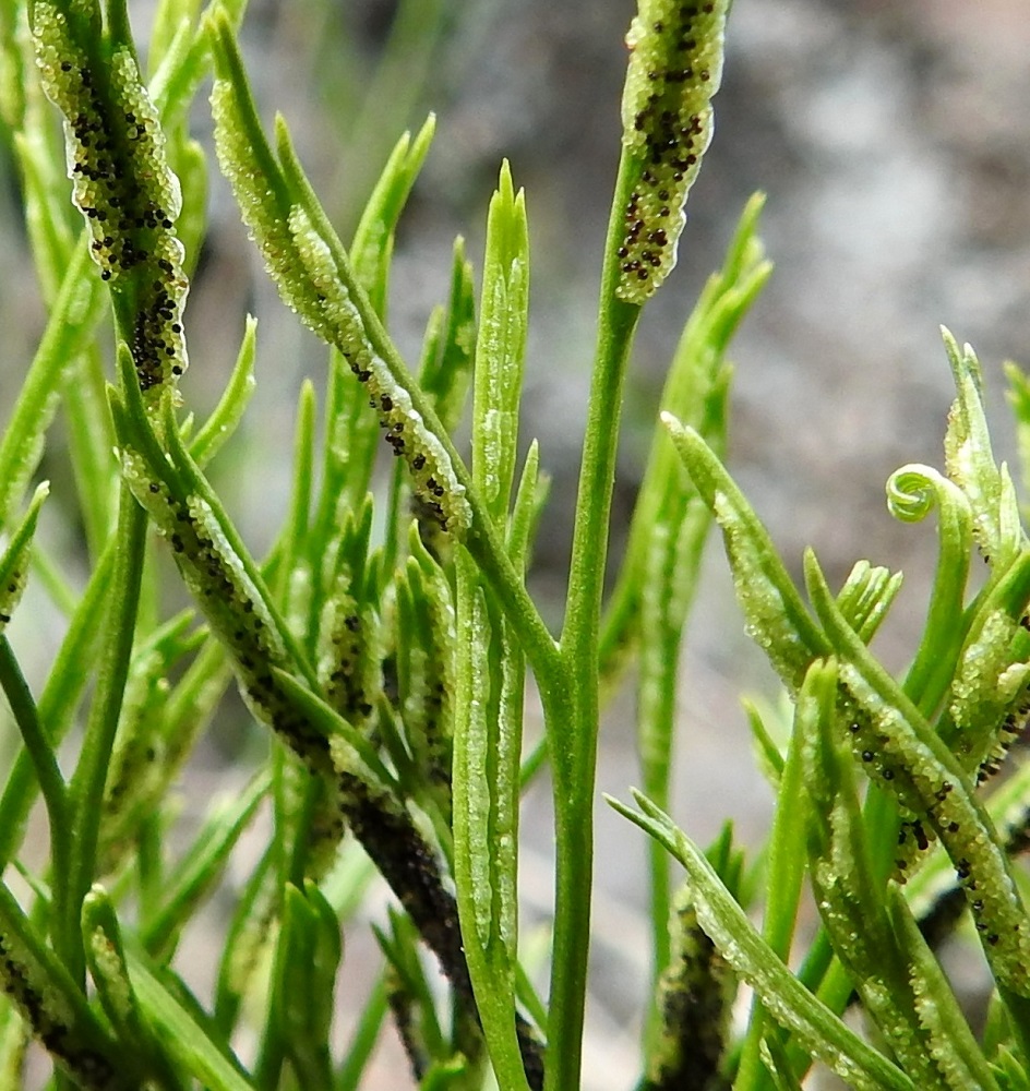 Asplenium septentrionale - liuskaraunioisen itiöpesäkeryhmät peittää koko pesäkeryhmän mittainen, vaalea, kalvomainen katesuomu (pystyt lehtiliuskat kuvan keskellä), joka on kiinnittynyt liuskan laidan puoleiselta reunaltaan. Katesuomun toinen reuna on pieninyhäinen. Itiöpesäkeryhmien laajetessa ja kypsyessä katesuomu avautuu ja kääntyy itiöpesäkeryhmän sivulle, johon se jää itiöinnin ajaksi (kuvan vasemmanpuoleinen yläkulma). V, Lohja, Nummi-Pusula, Arimaa, Haukkamäki, luonnonsuojelualue, 27.7.2017. Copyright Hannu Kämäräinen.