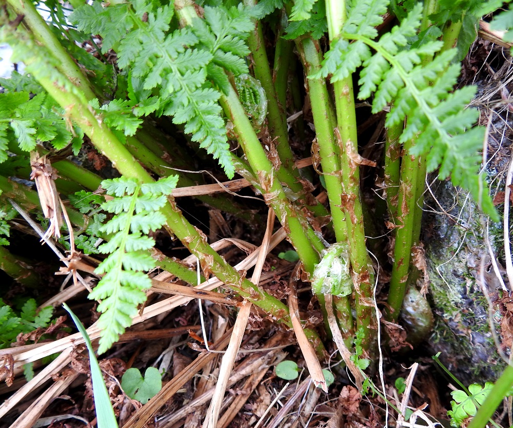Pseudathyrium alpestre - tunturihiirenportaan lehtiruoti on tavallisesti noin 8-12 cm pitkä ja yleensä karikkeen sisään jäävää tyveään lukuun ottamatta vaaleanruskeasuomuinen. EnL, Enontekiö, Kilpisjärvi, Mallan luonnonpuisto, Kalottireitin varsi Iso-Mallan eteläisellä alarinteellä, n. 130 m Kitsijoen uomasta länteen, 650 m mpy, 9.7.2018. Copyright Hannu Kämäräinen.