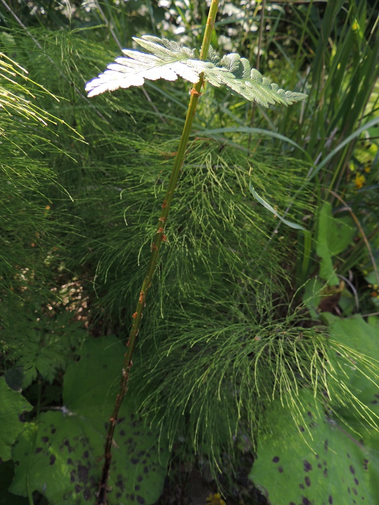 Dryopteris cristata - korpialvejuuren lehtiruoti on yleensä noin puolet lehtilavan pituudesta. Ruoti on tyveä lukuun ottamatta vihreä tai kellanvihreä ja harvakseen tai tiheämmin vaaleanruskeasuomuinen. EH, Hämeenlinna, Harviala, Katumajärven eteläpään kaakkoispuoli, Vanajanlinnantien varressa, Suonpään tilan eteläpuolella oleva kuusikkokorpi, 26.7.2013. Copyright Hannu Kämäräinen.