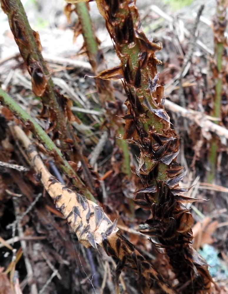 Dryopteris dilatata - etelänalvejuuren lehtiruoti on yleensä pitkästi tiheäsuomuinen. Suomut ovat keskenään aika samankokoisia ja -muotoisia. Ne ovat lähinnä kapean kolmiomaisia tai kapeanpuikeita, teräväkärkisiä ja noin 10-15 mm pitkiä sekä leveimmältä kohtaa noin 3-5 mm leveitä. Suomut ovat yleensä ainakin laidoiltaan vaaleanruskeat, mutta erityisesti ruodin tyvipuolella ne ovat enemmän tai vähemmän leveästi tumman- tai lähes mustanruskeat. U, Helsinki, Pohjois-Haaga, Runar Schildtin puisto, sekametsäpohjainen puistolaakso, 26.8.2018. Copyright Hannu Kämäräinen.