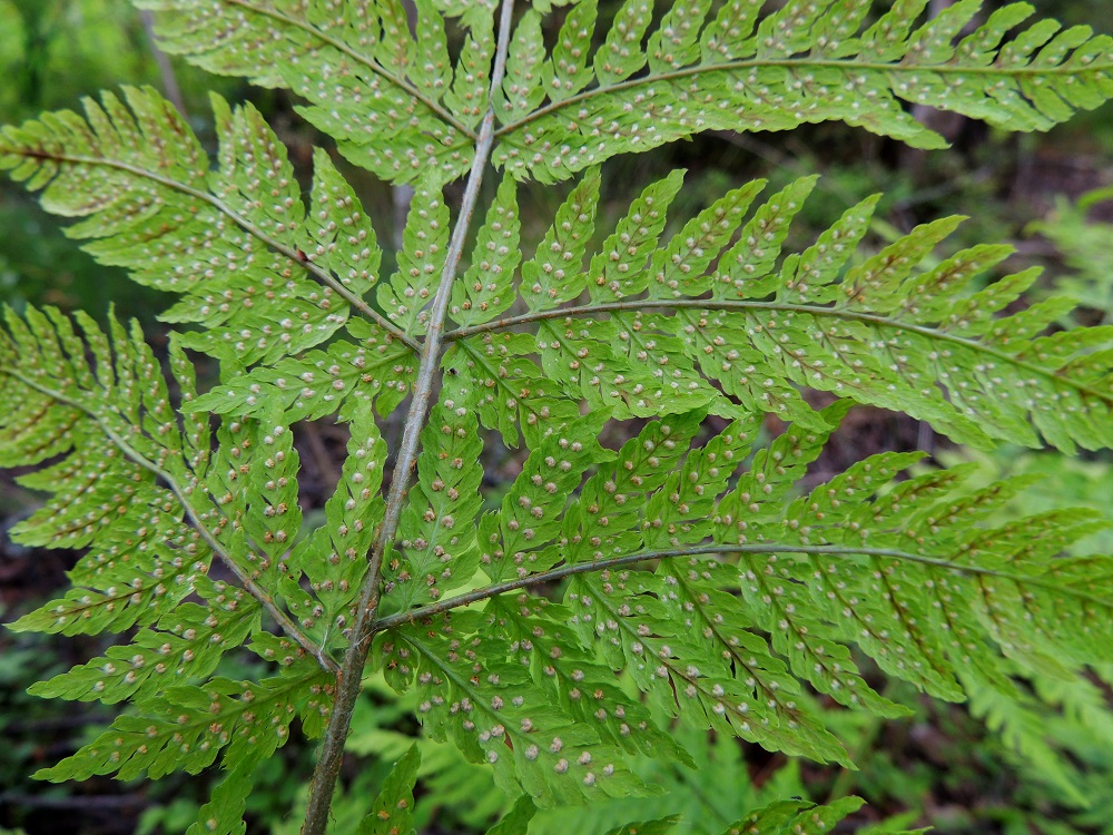Dryopteris expansa - isoalvejuuren itiöpesäkeryhmät sijaitsevat lehtilavan alapinnalla, rivissä pikkulehdykän tai sen sivulehdykän keskisuonen kahta puolen. Katesuomut peittävät ne kokonaan. St, Pori, Reposaari, Junnilanjärven kaakkoispään rantametsikön laide, 14.7.2014. Copyright Hannu Kämäräinen.