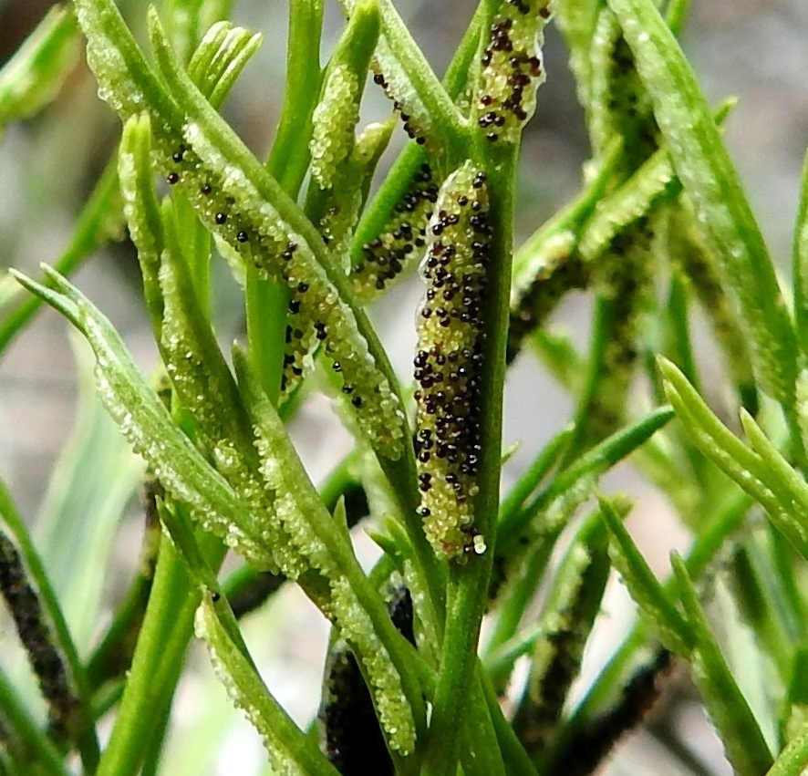 Asplenium septentrionale - liuskaraunioisen itiöpesäkeryhmät ovat liuskojen koon mukaan yleensä noin 5-20 mm pitkiä. Itiöpesäkkeiden kehittyessä ja kypsyessä ne turpoavat ja muuttuvat tummanruskeiksi. V, Lohja, Nummi-Pusula, Arimaa, Haukkamäki, luonnonsuojelualue, 27.7.2017. Copyright Hannu Kämäräinen.