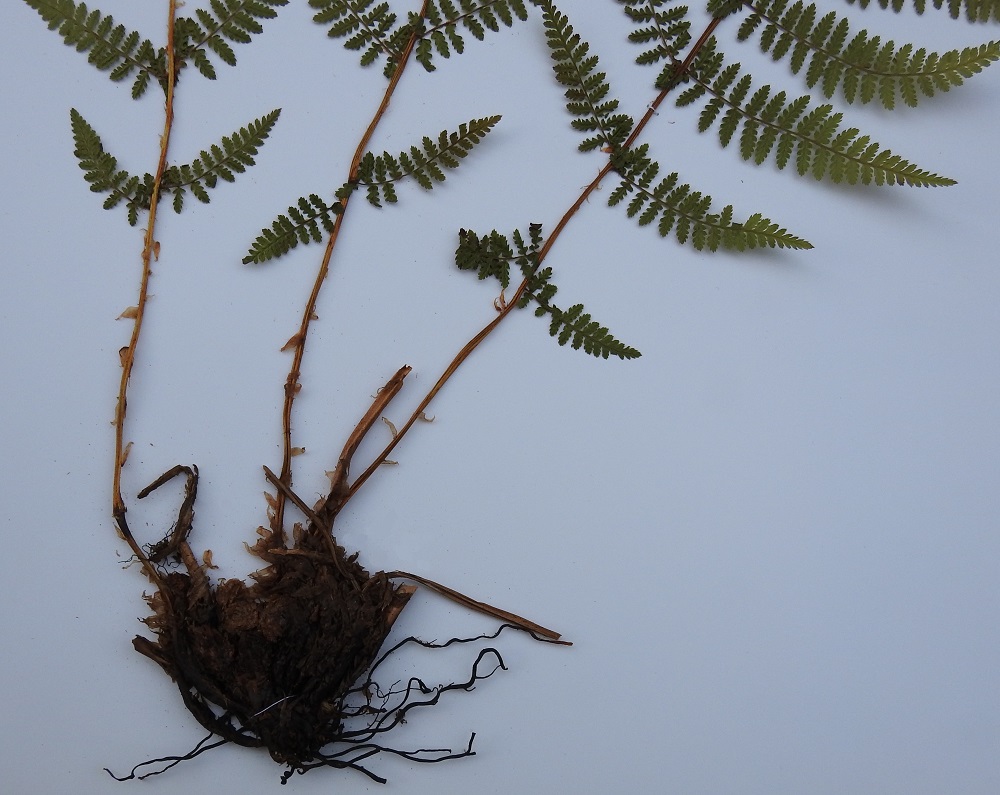 Pseudathyrium alpestre - tunturihiirenportaan maavarsi on lyhyt, pysty, juurehtiva ja mustanruskea sekä vanhojen, suomuisten lehdentyvien tiheästi peittämä (näytteessä on vain maavarren laidan leike). EnL, Enontekiö, Kilpisjärvi, Jehkats, länsirinne, lounaisosa, tunturipaljakka n. 700 m mpy, 4.7.2002. Kuva näytteestä, copyright Hannu Kämäräinen.