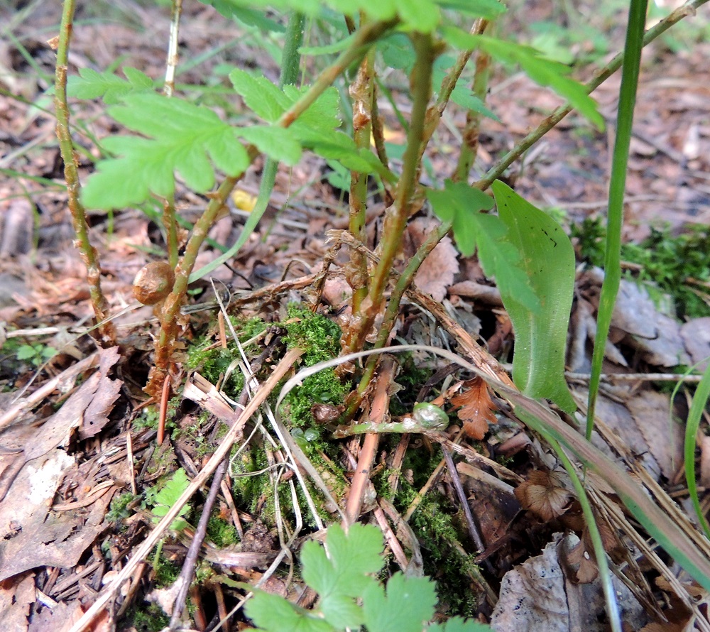 Dryopteris cristata - korpialvejuuren lehdet nousevat maavarresta pieninä ryhminä. Kuvassa näkyy tyvellä myös uusien, itiöpesäkkeettömien lehtien kärjestään kiertyneitä "sauvoja" vielä heinäkuun lopullakin. EH, Hämeenlinna, Harviala, Katumajärven eteläpään kaakkoispuoli, Vanajanlinnantien varressa, Suonpään tilan eteläpuolella oleva kuusikkokorpi, 26.7.2013. Copyright Hannu Kämäräinen.